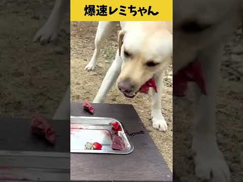 ティコレミちゃんねる