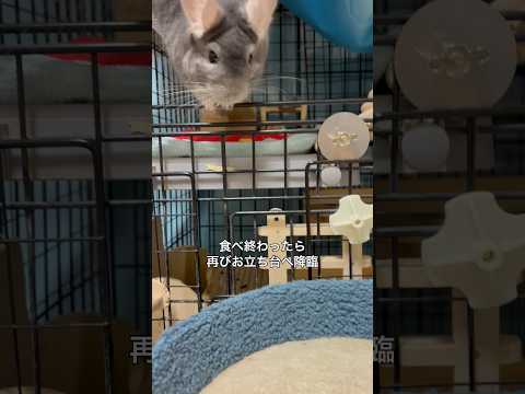 そらの日常【チンチラ】