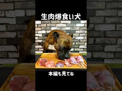 【大食い犬】コテッちゃんねる 